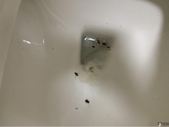自如公寓蟑螂成群，“品質(zhì)租房”成空談？