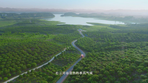 2個(gè)月拼出幾百萬 90后小伙回鄉(xiāng)做“芒果CEO”