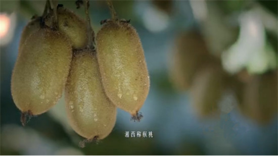 “95后”湘西少年返鄉(xiāng)助脫貧：搭上蘇寧拼購(gòu)快車，做甜美事業(yè)
