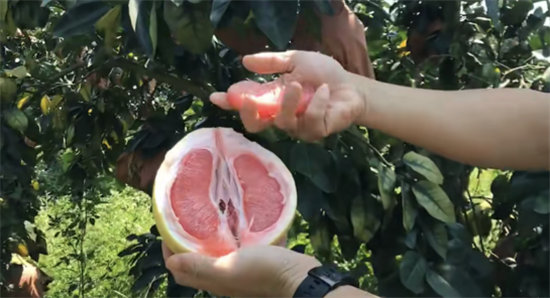 蘇寧拼購(gòu)護(hù)航琯溪蜜柚上行：不止拼價(jià)格，更要拼品質(zhì)！