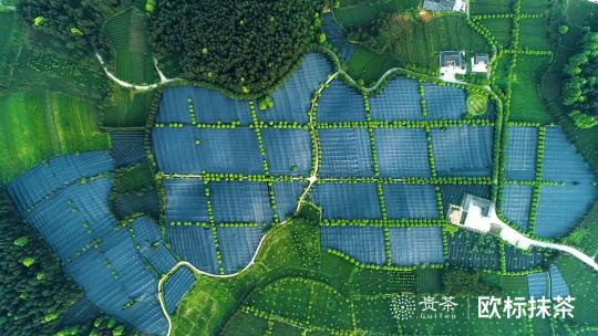 正宗抹茶應(yīng)該是海苔味兒的？感覺以前都白吃啦！