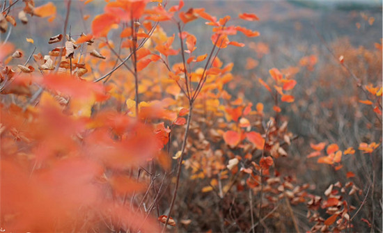 精明“錯峰游”看這里!賞最美紅葉，住風(fēng)情民宿，每一處都是仙境!