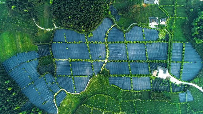 玉露、煎茶、抹茶、歐標抹茶這幾者區(qū)別和聯(lián)系