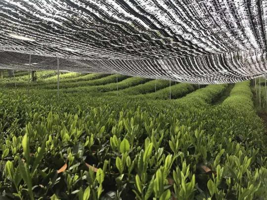 玉露、煎茶、抹茶、歐標抹茶這幾者區(qū)別和聯(lián)系