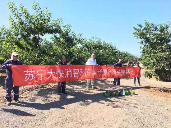 蘇寧包機直采智利車厘子，原產(chǎn)地直采戰(zhàn)略再升級