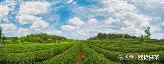 貴茶歐標(biāo)抹茶，天時(shí)地利人和的選擇