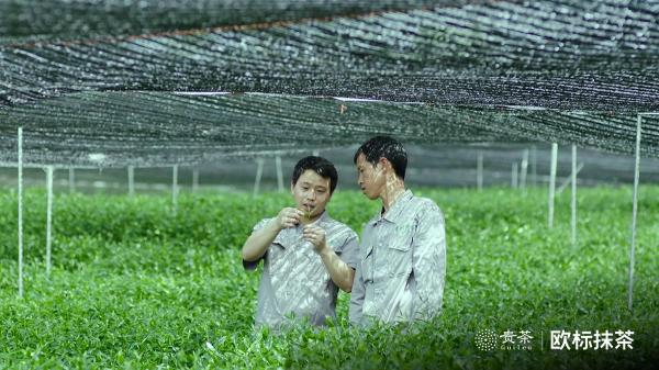 貴茶歐標(biāo)抹茶，天時(shí)地利人和的選擇
