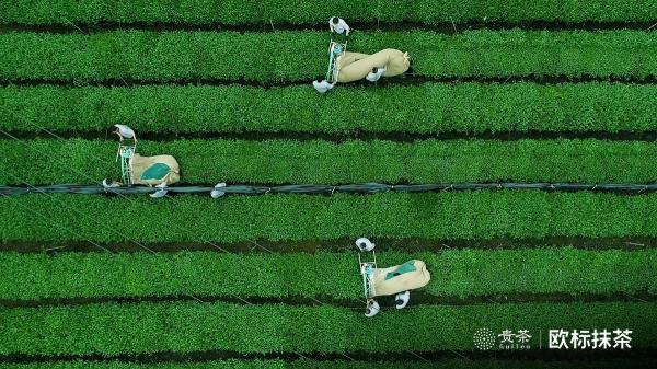 貴茶歐標(biāo)抹茶，天時(shí)地利人和的選擇
