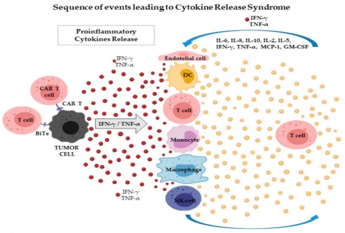 ACROBiosystems百普賽斯抗體矩陣再添新IFN-γ，助力加速生物藥研發(fā)上市進程