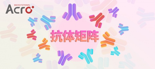 ACROBiosystems百普賽斯抗體矩陣再添新IFN-γ，助力加速生物藥研發(fā)上市進程