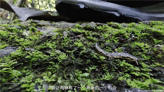 去雨林深處，聽大象長吟，自然紀錄片《尋象》正式上線！
