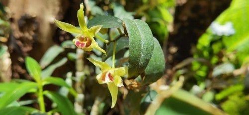 植物醫(yī)生傾情呈獻(xiàn)，石斛蘭面膜帶你共赴高山秘境