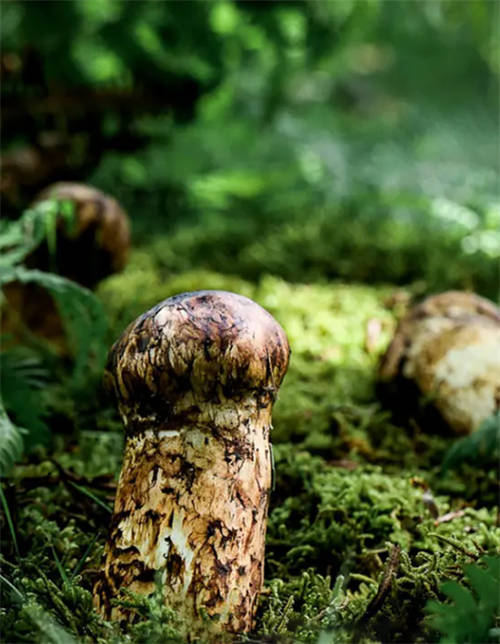 植物醫(yī)生松茸面膜彰顯高山護膚力，植萃成分守護年輕肌