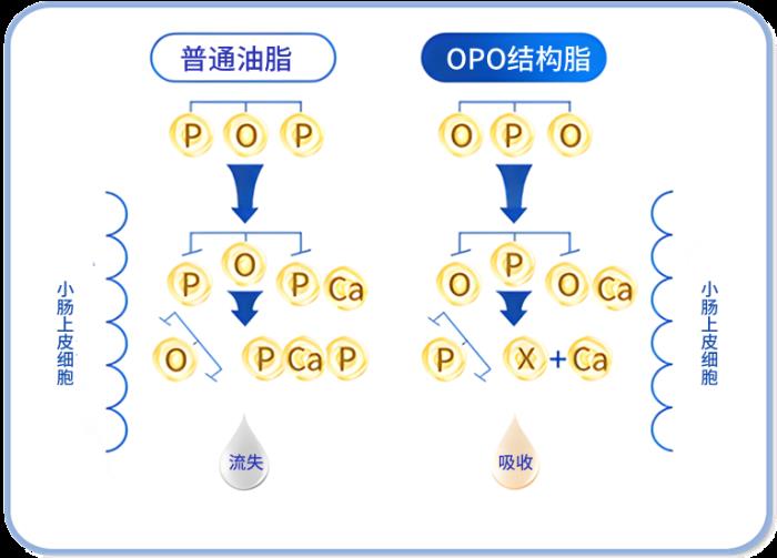 OPO在奶粉中的作用與功效有哪些？精準(zhǔn)科普助力選奶