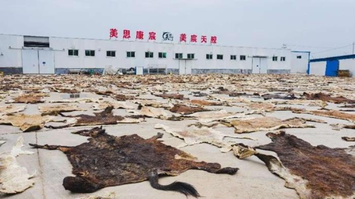 美思康宸美宸天膠再創(chuàng)輝煌！2025年FDA認(rèn)證重磅升級(jí)