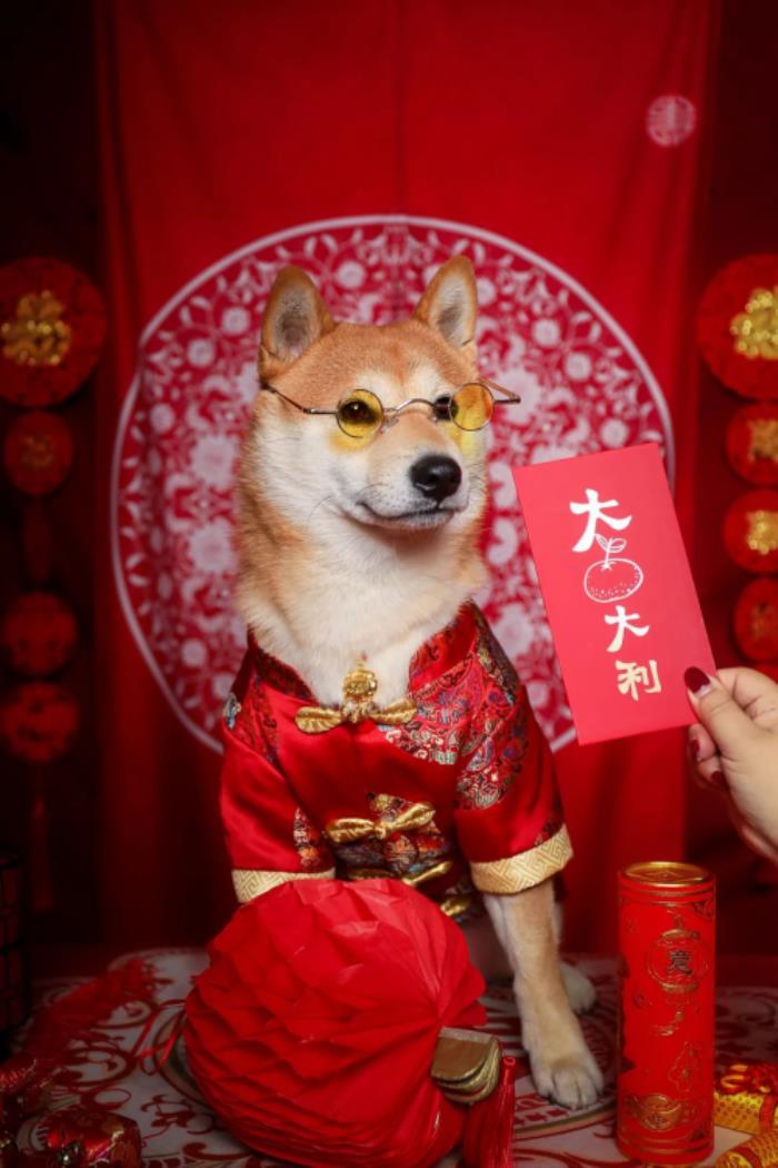 視覺(jué)中國(guó)：高質(zhì)感萌寵大片創(chuàng)意指南！